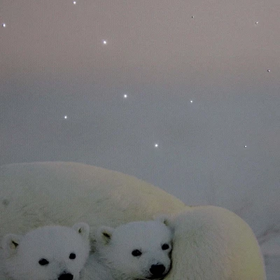 Northlight Fiber Optic Lighted Mama Polar Bear And Cubs Canvas Wall Art 23.5" X 15.5"